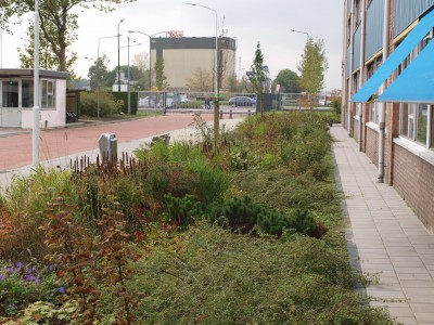 Philips, Drachten - Gevarierde beplanting